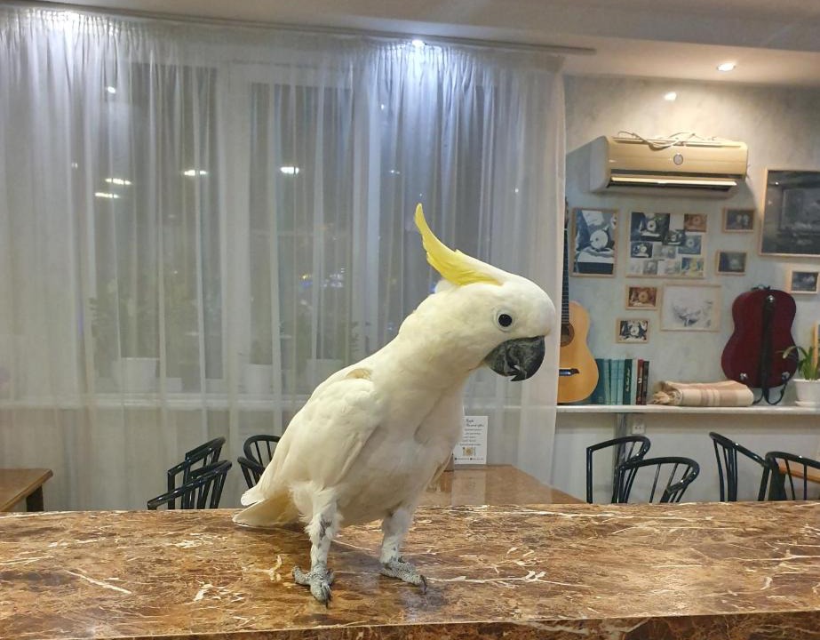 Achitsky District Hotel | Белый орёл