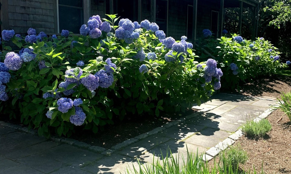 West of Town House | 1 JULY WEEK OPEN + CAR FERRY: 5BR Oasis w/Pool & 10 Bikes