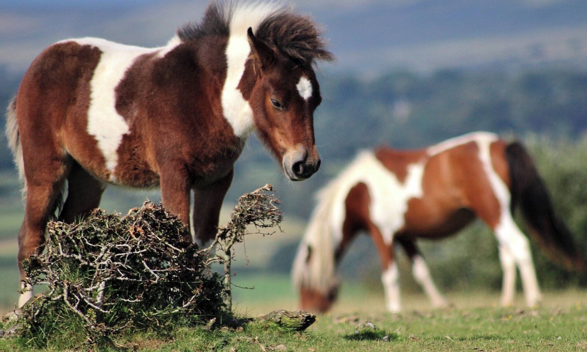 Bridford Cottage | 2 bedroom accommodation in Bridford