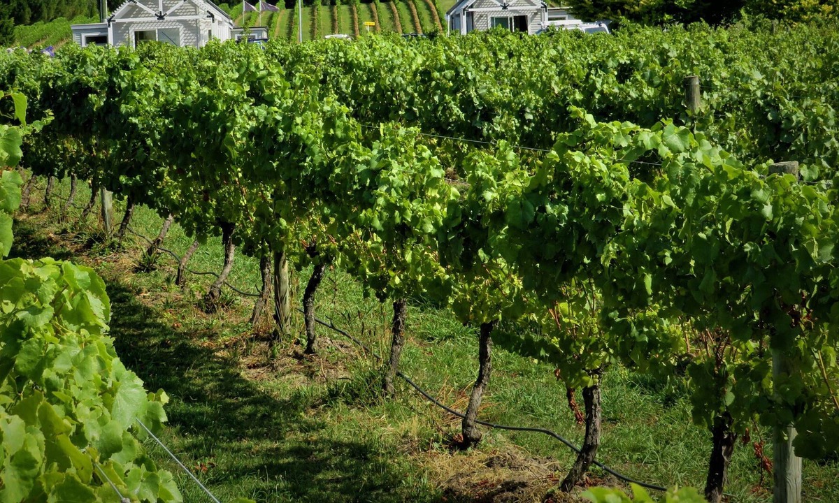 Havelock North Villa | 305inthevines