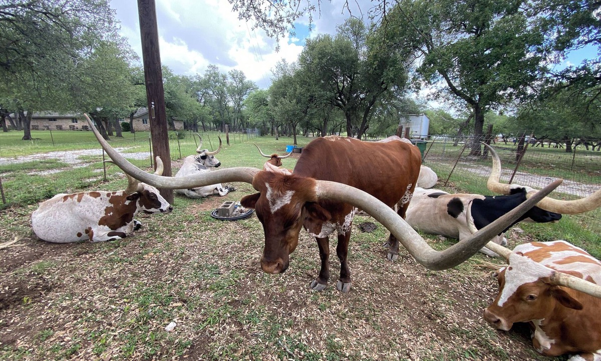 North Buttercup Creek House | 3BR Retreat - King & Queen Beds, Near Austin and Hill Country Fun