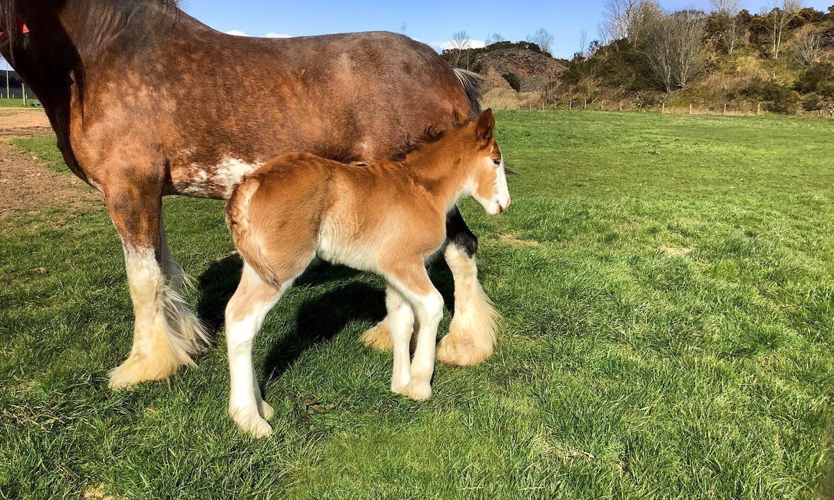 Arbroath Cottage | 5 bedroom accommodation in Arbroath
