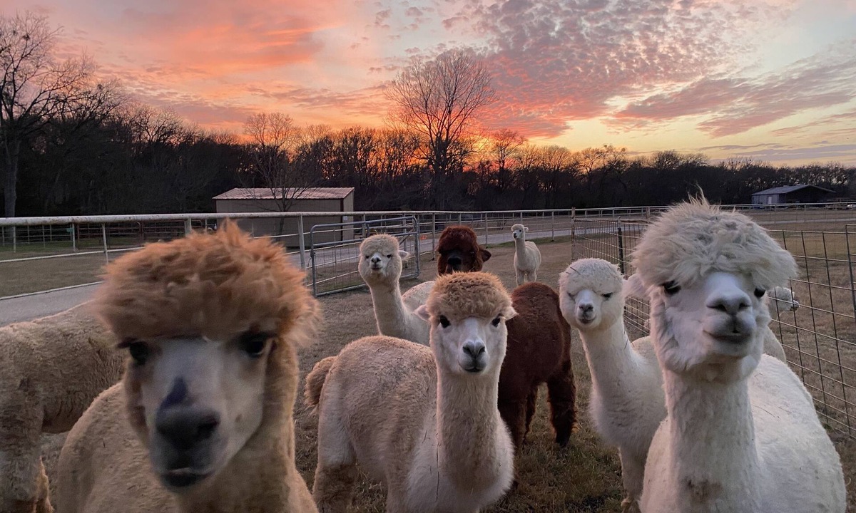 Maypearl House | A Magical Getaway with Alpacas