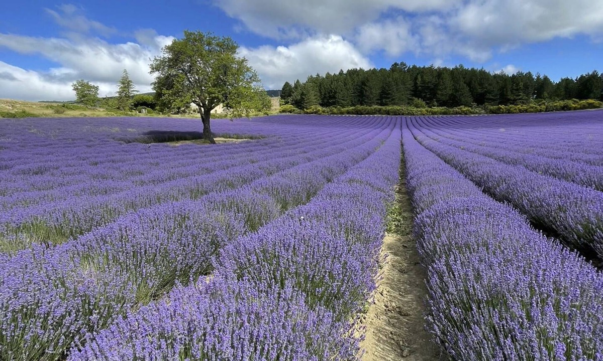 Mollans-sur-Ouveze Villa | A mont nos hôtes 2