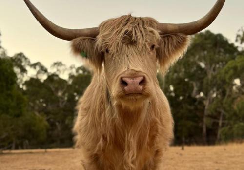 Talunga House | Adelaide Hills Farm Stay