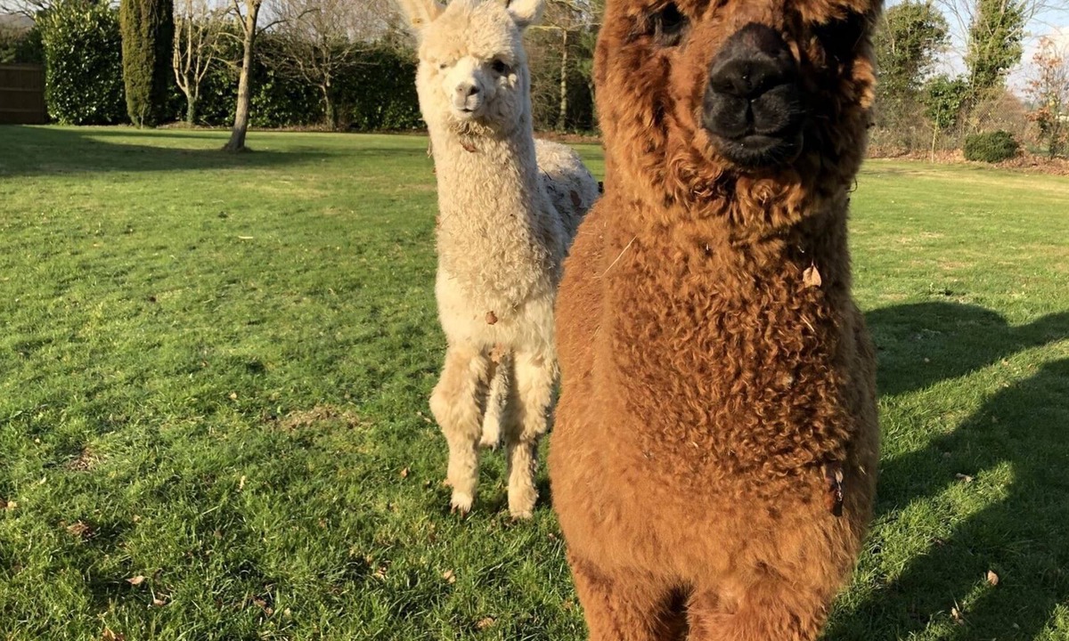 Sittingbourne Cabin | Alpaca Lodge