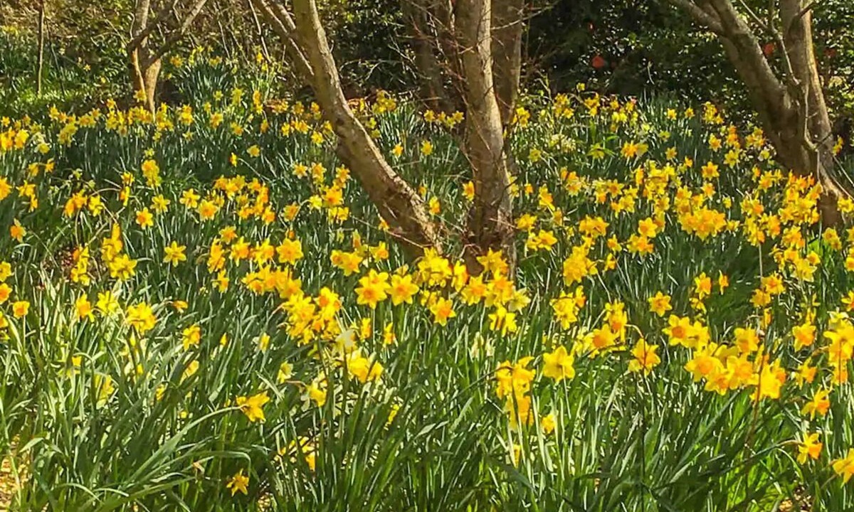 Mount Wilson House | Amaroo Guesthouse