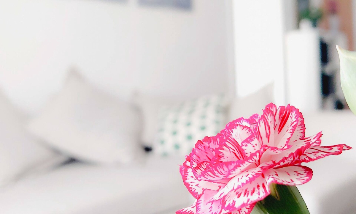 Murcia Apartment | Amelie accommodation with free Wi-Fi