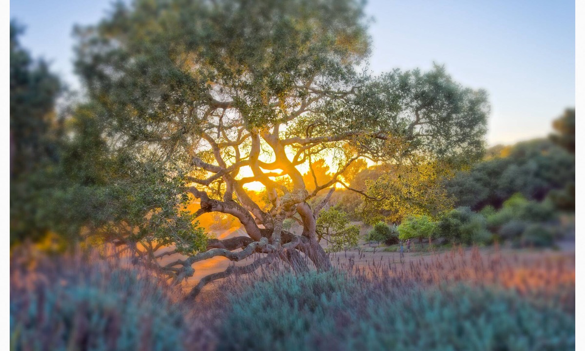 Prunedale House | An oasis on a private retreat