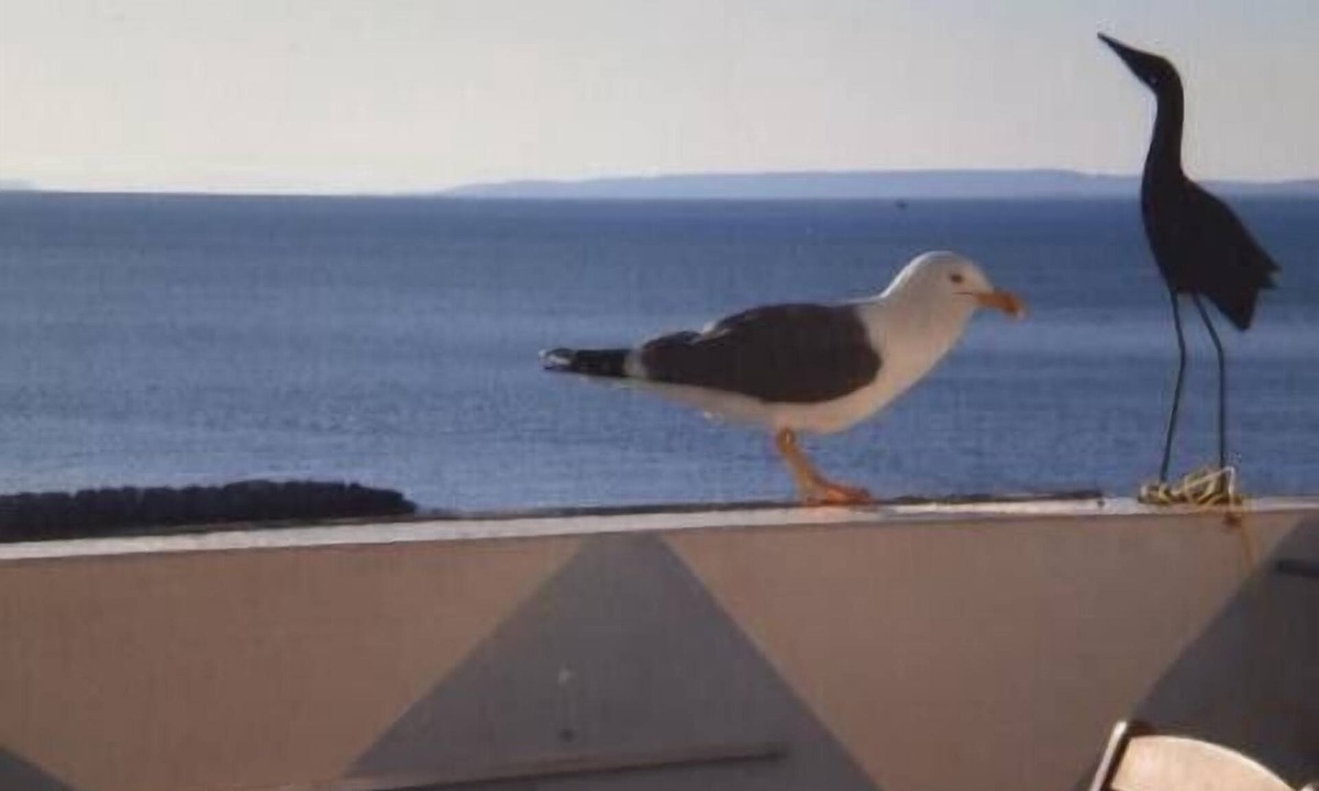 Le Grau-Du-Roi Apartment | Apartment Le Goeland on the beach air conditioning+ internet+ secure parking