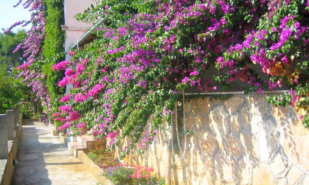 Island Hvar Apartment | Apartments Jelka, (2109), Jelsa, hr
