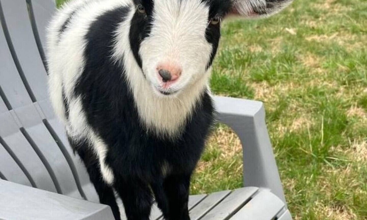 Peaks Other | Baby Donkey + Baby Goats + Farm Stay + Parkway