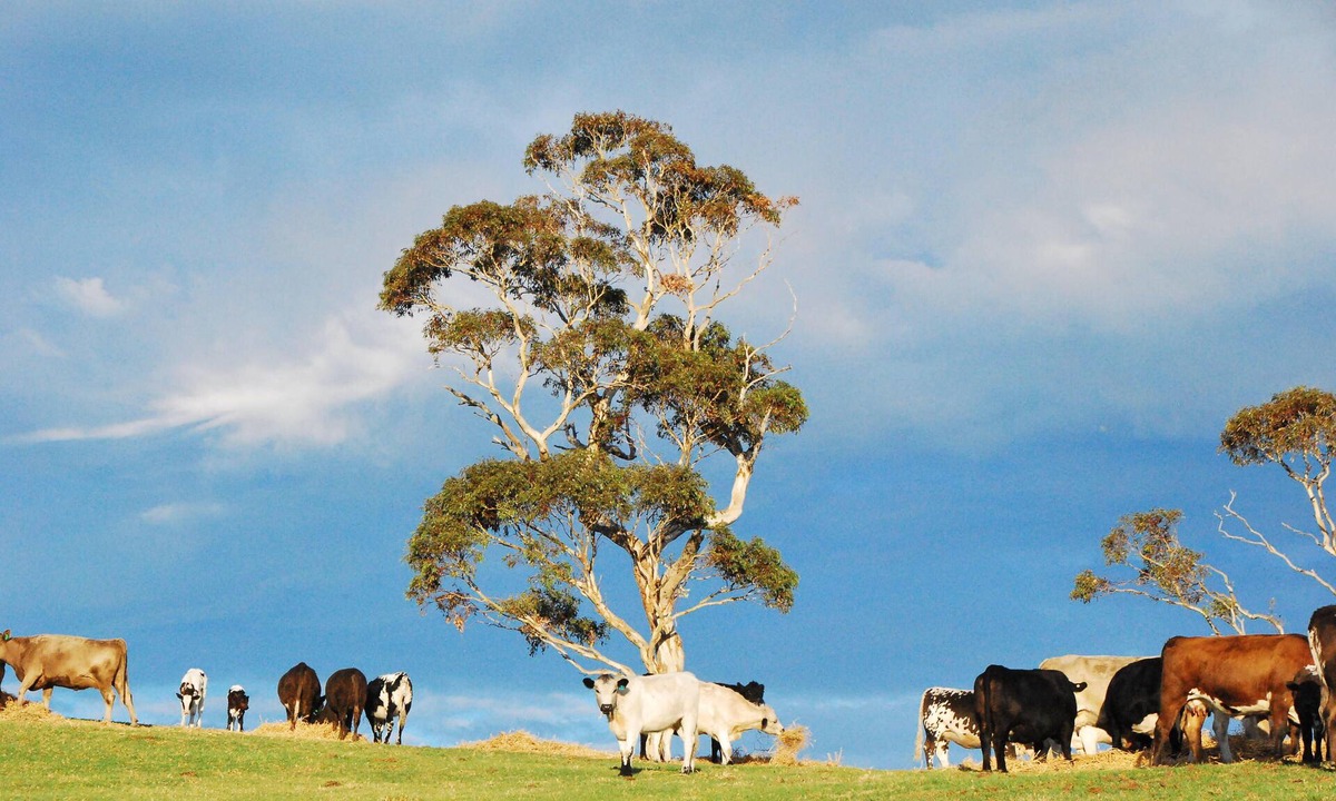 Back Valley Bed & Breakfast | Back Valley Farmstay Bed and Breakfast