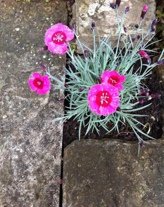 Pylle House | Bake House Cottage