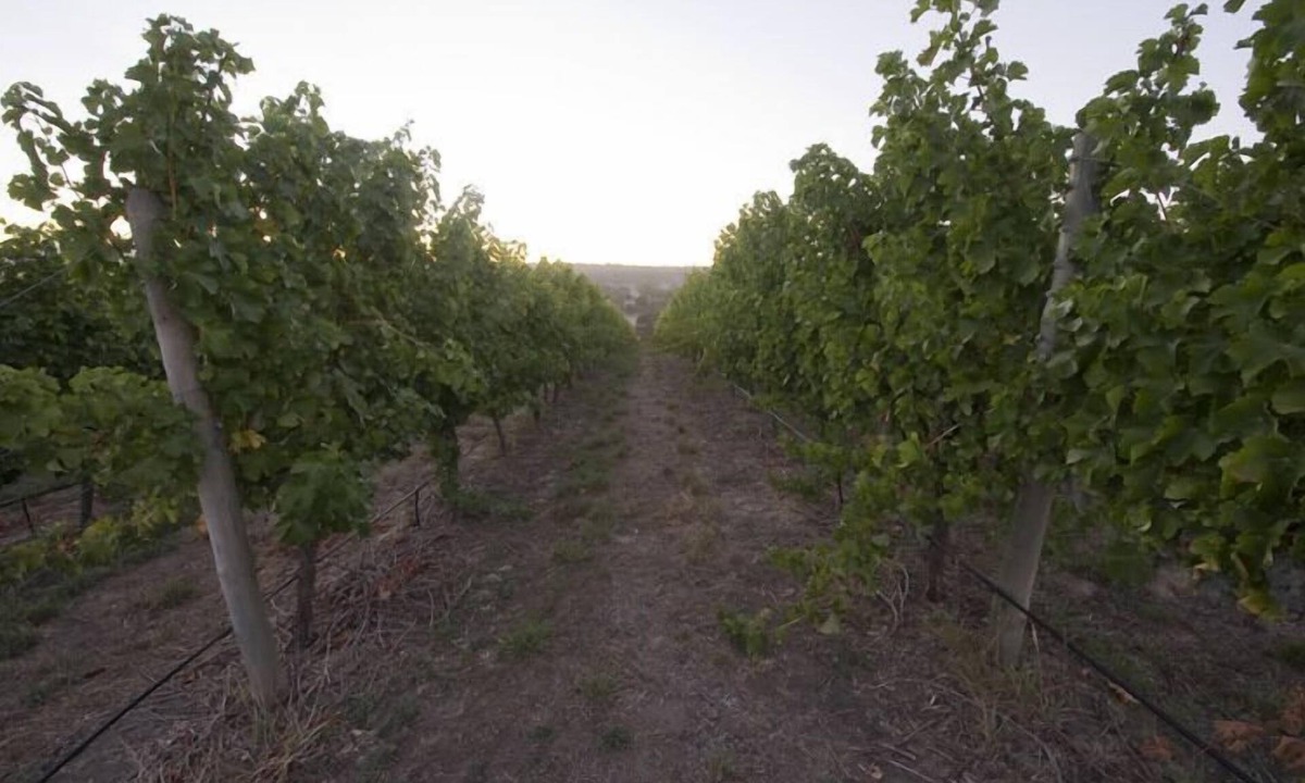 Woodside Villa | Barristers Block Vigneron Villa