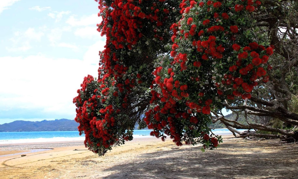 Coopers Beach Apartment | Beachfront Apartment - COOPERS BEACH