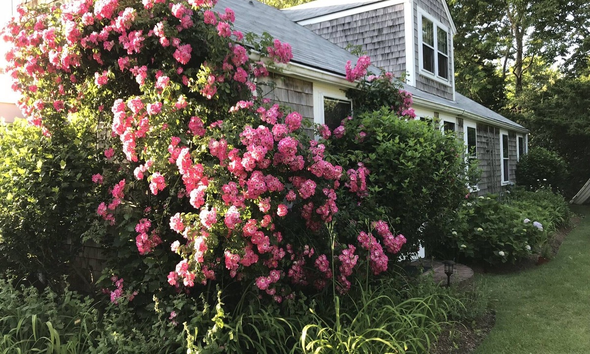 Monomoy Cottage | Beachfront Monomoy cottage near Town