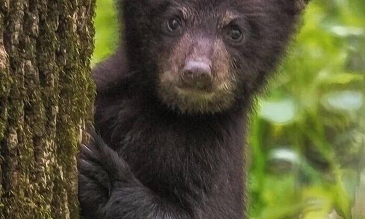 Sevierville Cabin | 🐾 BEARS 🐾EASY ACCESS 🐾 NO Crazy Roads 🐾 5Minutes off Parkway 🐾DOLLYWOOD7Miles 🐾