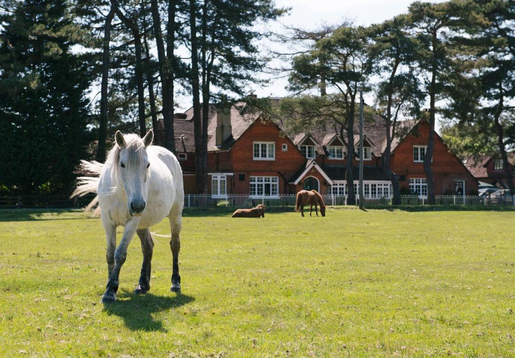New Forest District Hotel | Beaulieu Hotel
