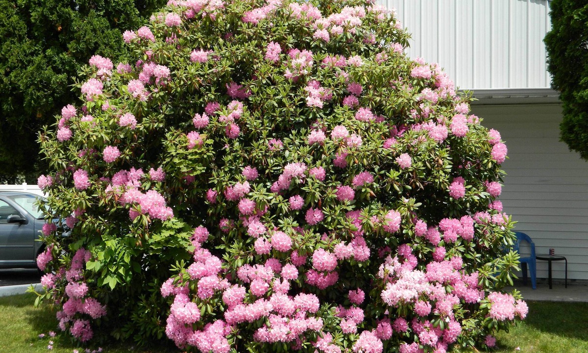 Salsbury Cove Hotel | Belle Isle Motel