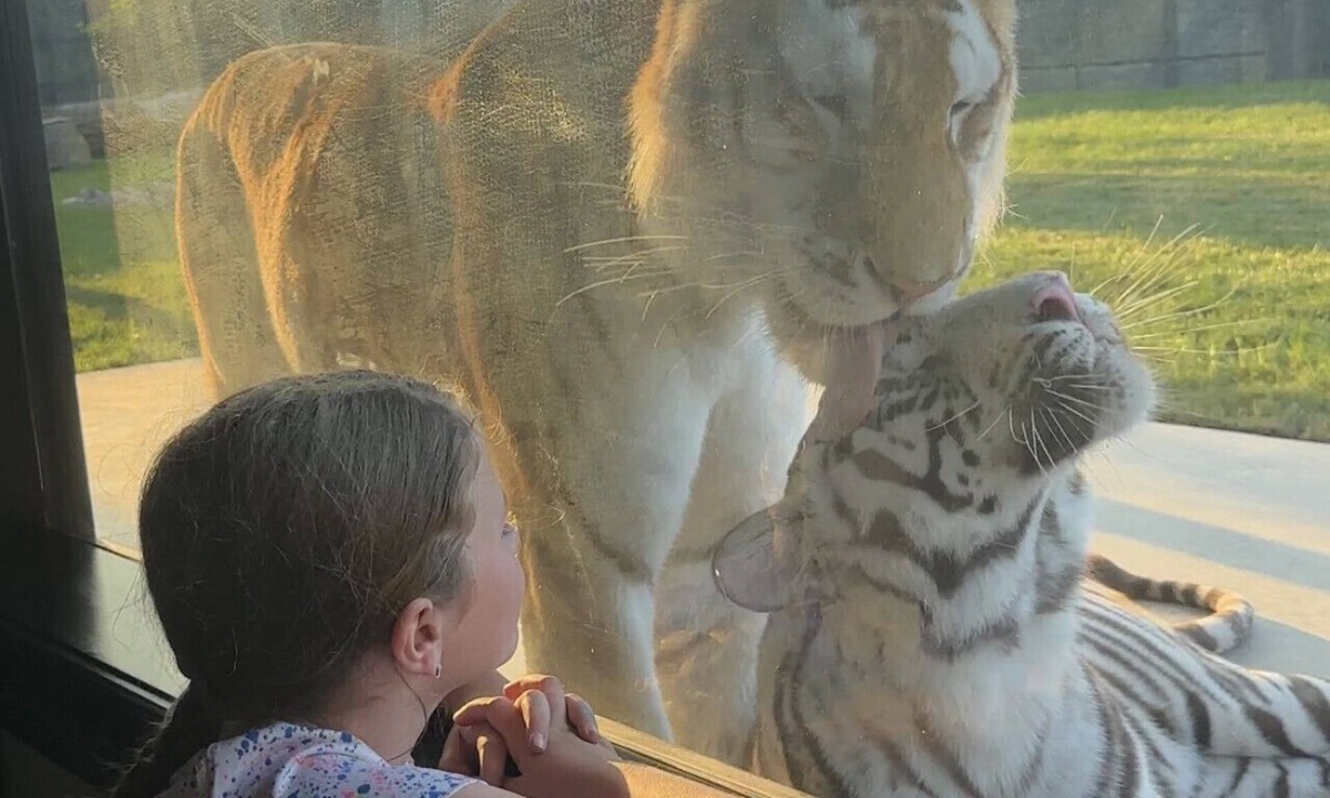 Town of Sullivan House | Big Cat Bungalows at The Haven - Tiger 1