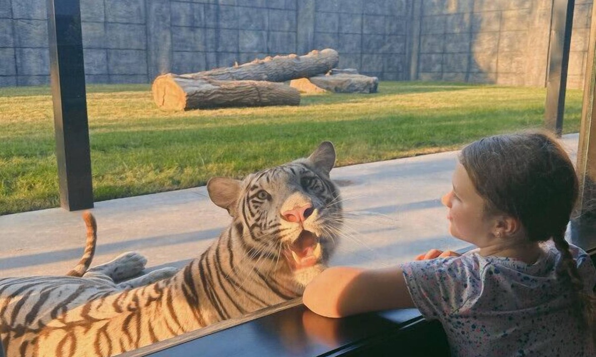 Town of Sullivan House | Big Cat Bungalows at The Haven - Tiger 3