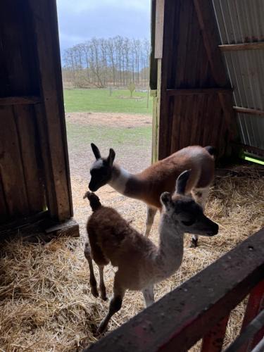 Billund House | Billund Farm Holiday