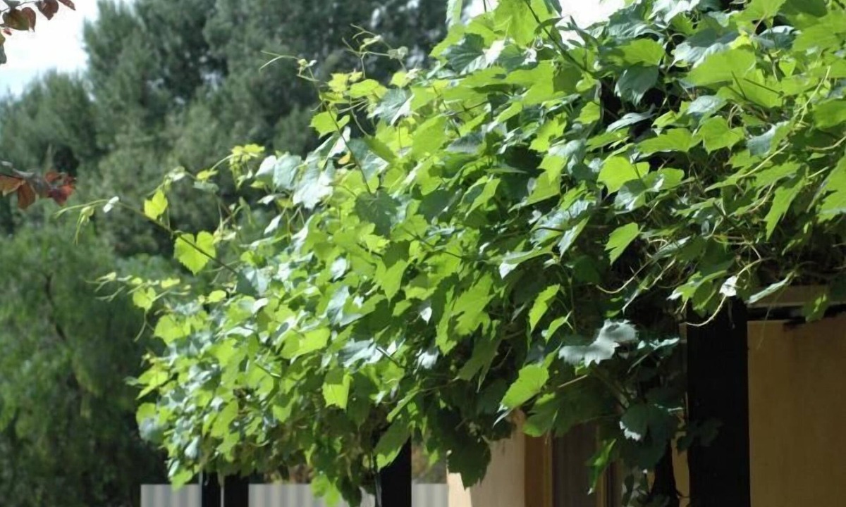 Burra Hotel | Burra Motor Inn