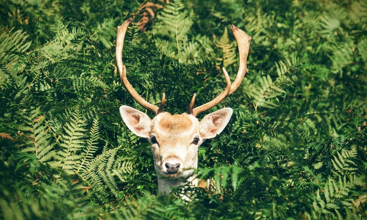Thenay Ski Chalet | 🦌 Cabane du Cerf