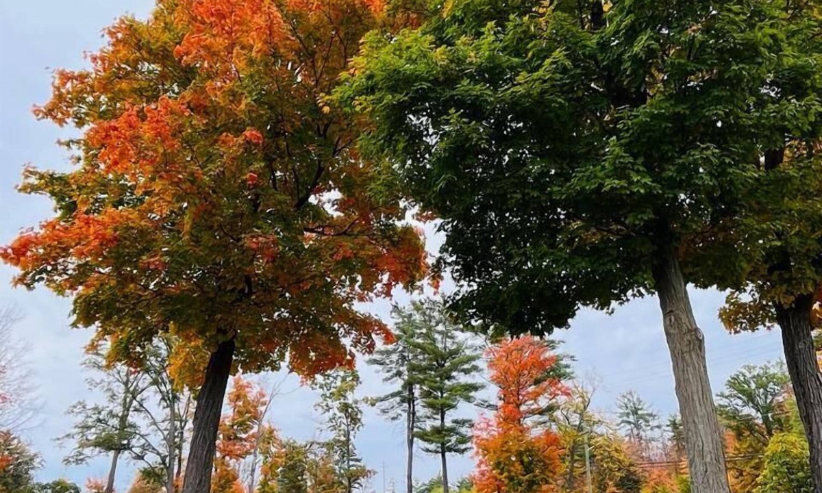 Calabogie Hotel | Calabogie Motor Inn