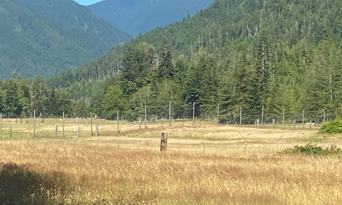 West Hills Cabin | Camping cabin in gorgeous Dosewallips Valley with AC and WiFi