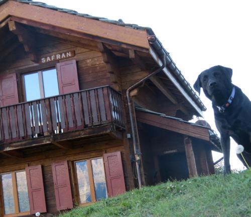 Graechen House | Chalet Safran