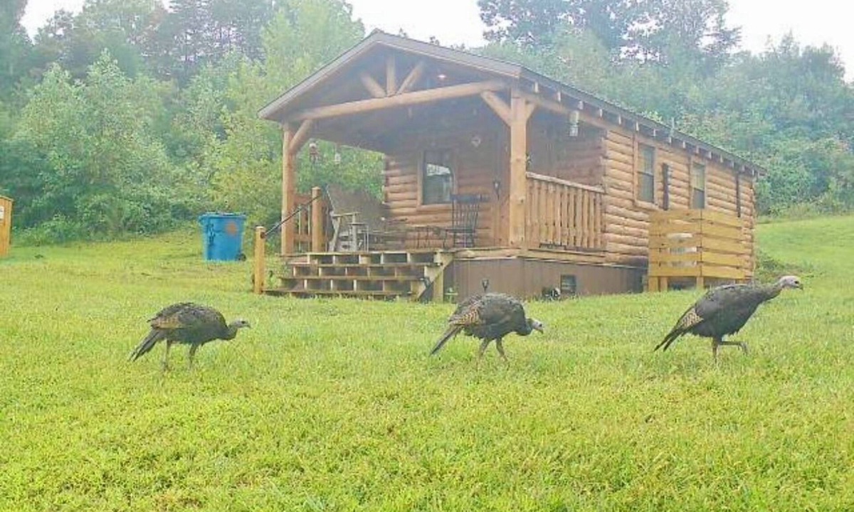 Kerr Apartment | Charming one-room cabin 12 acre retreat private bath, kitchenette & log gazebo.