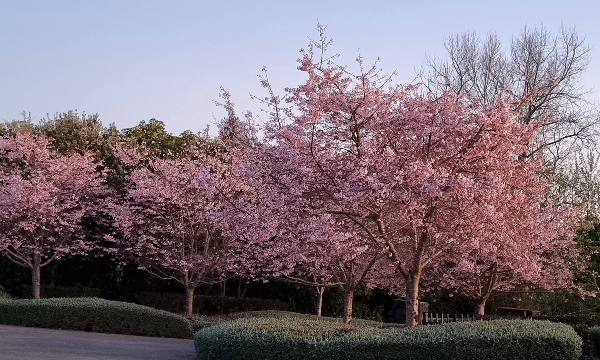 Glenbrook Cottage | Cherry Blossom Paradise