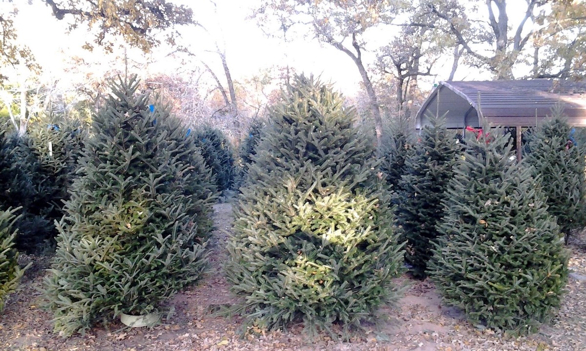 Hearne Bed & Breakfast | Christmas Tree Farm with Bed and Breakfast accommodations located on a 12 acre propertyin the Peaceful Countryside between Bryan and Hearne Tx