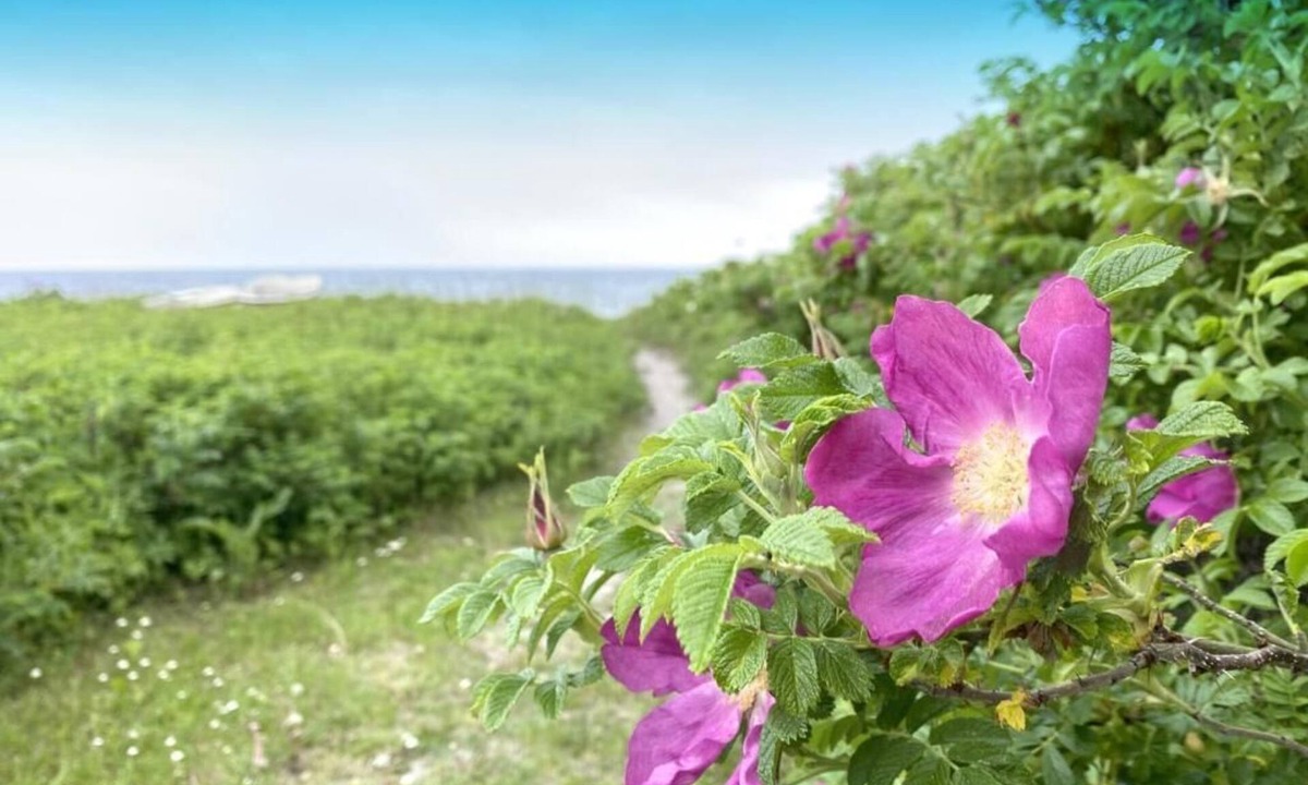 Karlslunde Strand Condo | Close to the Lovely Beach, Copenhagen, Roskilde and Køge