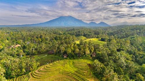 East Selemadeg Resort | Clove Tree Hill
