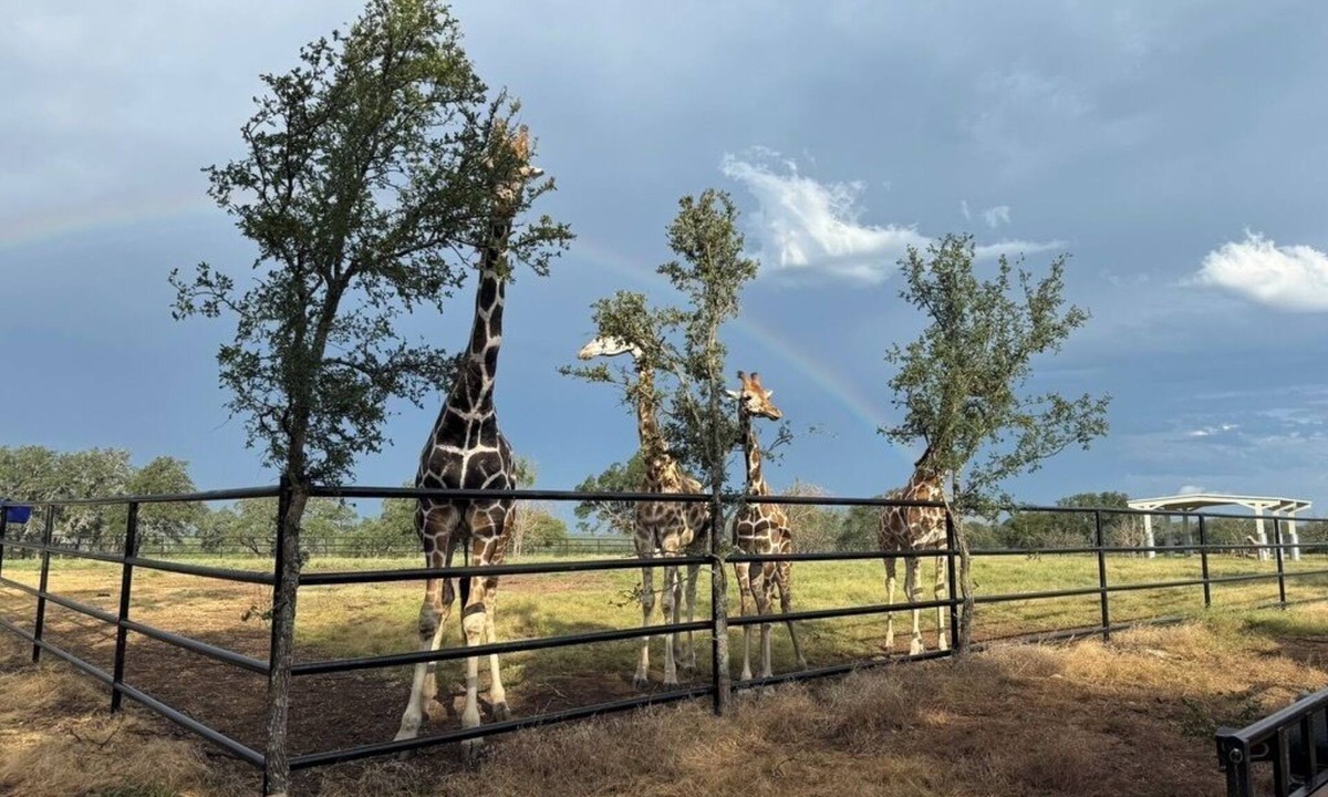 Lampasas Condo | Coming Soon! Immersive Giraffe experience in our rustic luxurious condo.