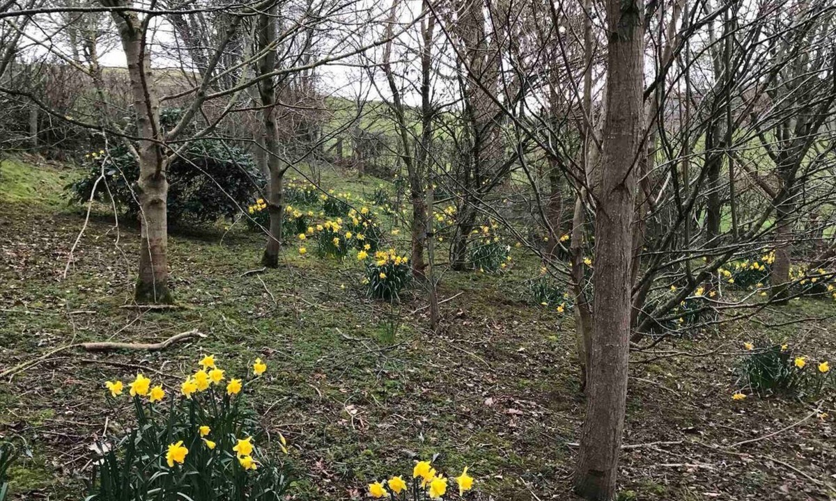 Corwen House | Converted Stone Barn -20 Acres - Farm Animals!