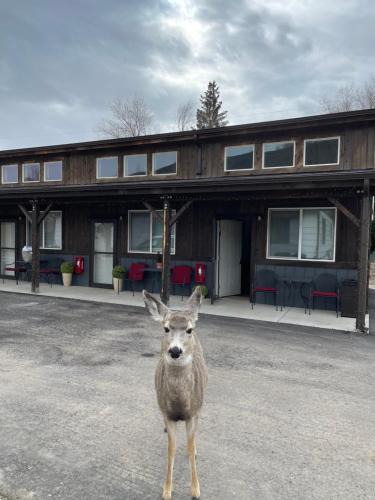 Gardiner Hotel | Corral Villas Yellowstone