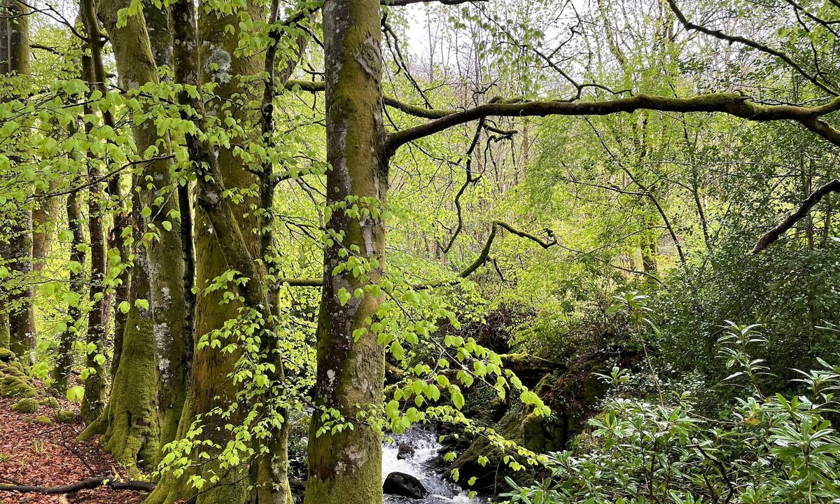 Saint John's Town of Dalry RV Rental | Cosy Woodland off Grid Shepherds Hut - Hazel