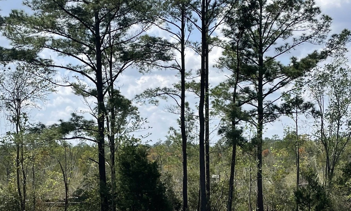 Jacksonville House | Cottage On Seminole!