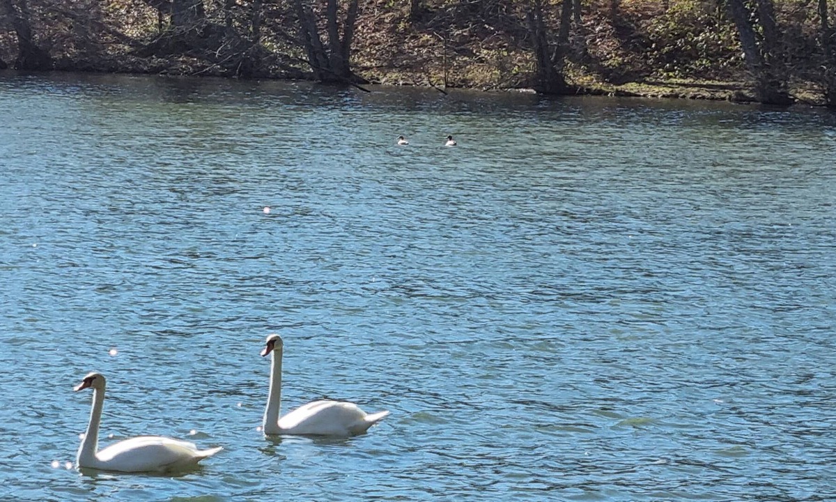 Vrigne-aux-Bois Apartment | Cottage ponds of Saint Bale