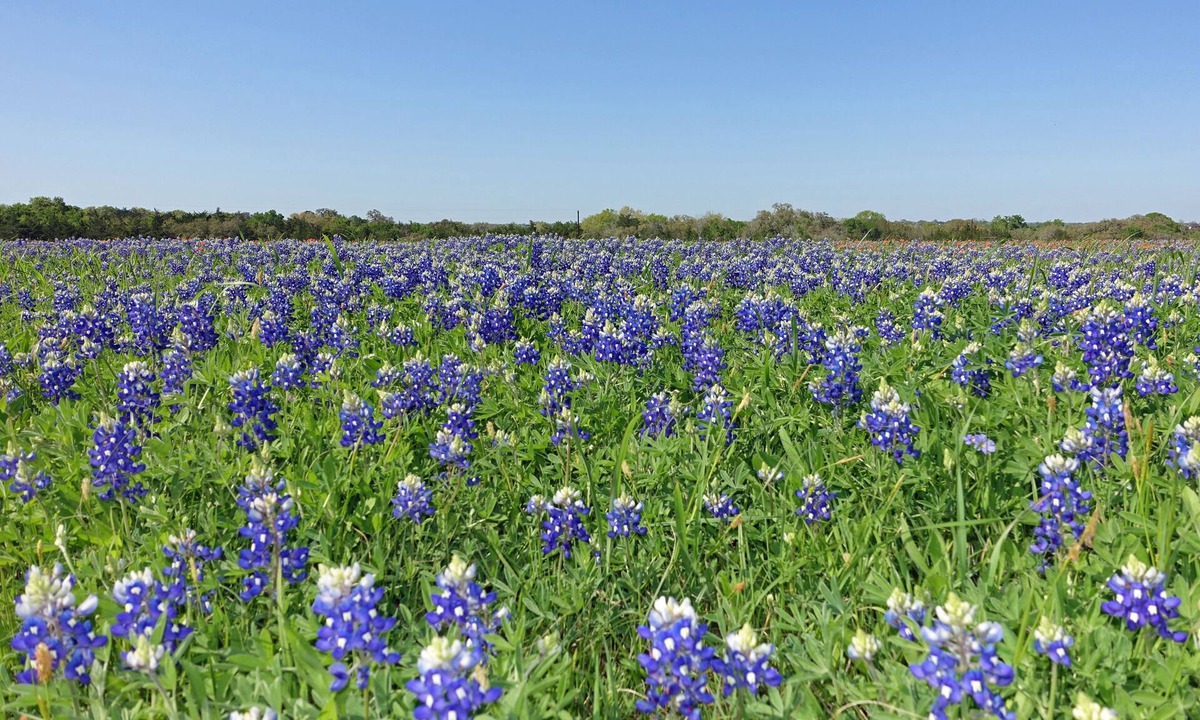 Round Top Apartment | Country Comfort Apartment 8 miles from Round Top