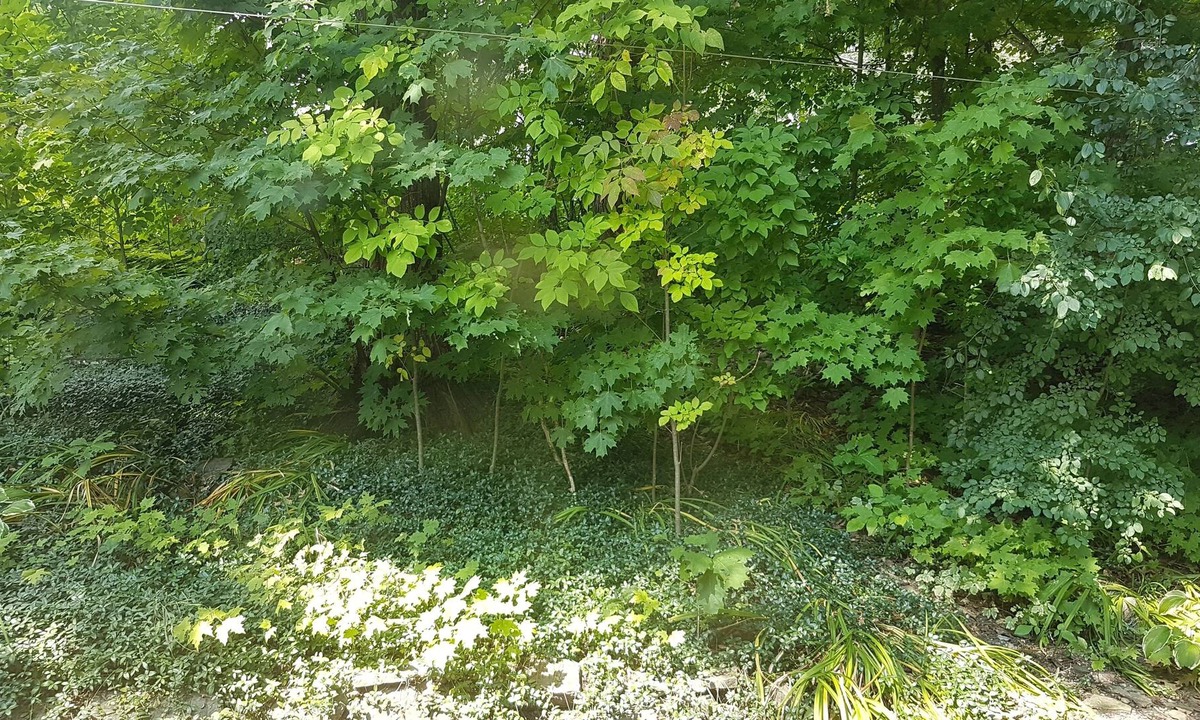 Aylmer Apartment | Cozy and beautiful flat, close to downtown Ottawa, many trees around