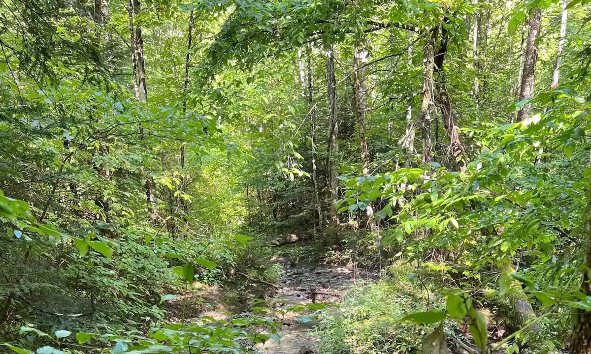 Lyndon Center Cabin | Cozy Cabin with a Stream