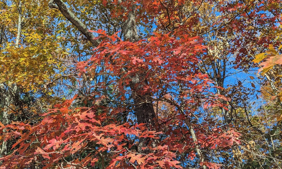 Livingston Manor House | Cozy cottage by the river in Catskill