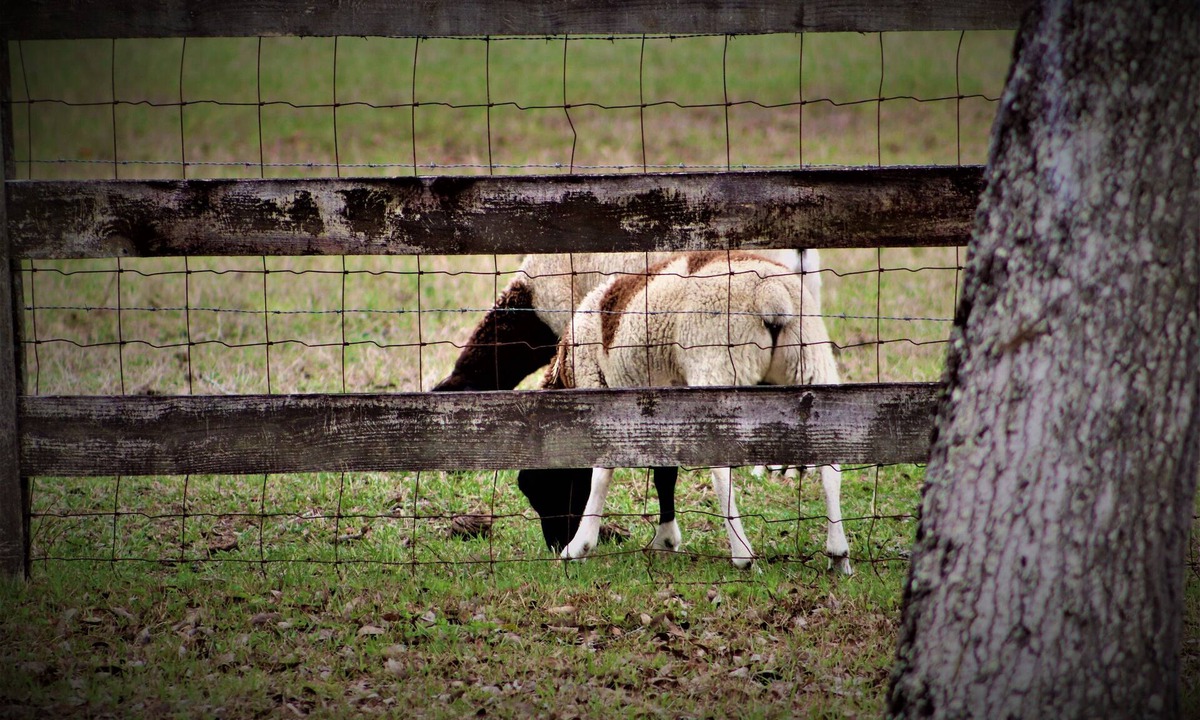 Sugarmill Woods Other | Cozy Farm Stay