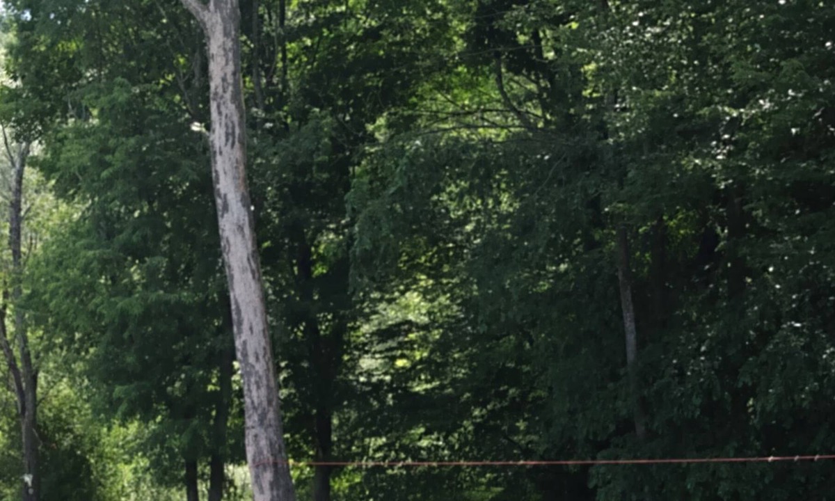 Randolph House | Cozy log home on Amish Trail in Cattaraugus County