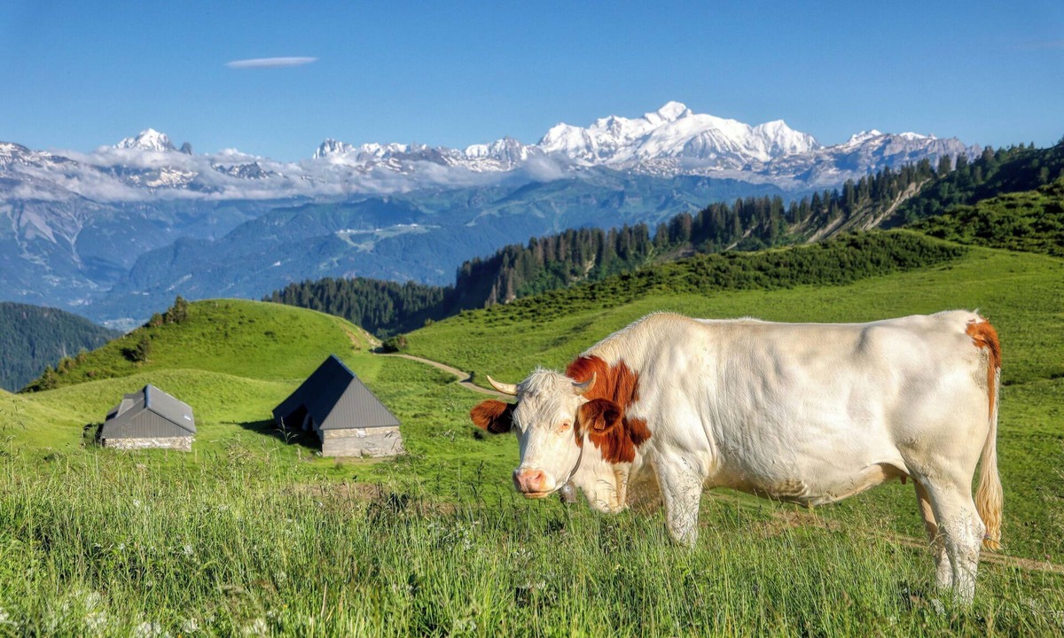 Le Praz de Lys Apartment | ⛰🌱 Cozy Studio in Praz-de-Lys – Mont Blanc View and Private Pool 🌞